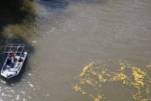 Pee Dee River Duck Race (May 16, 2026) -- Photos by Bennie Miles)