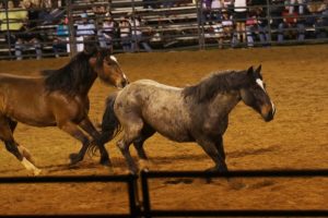 Chesterfield Pro Rodeo (April 3, 2026) – Photos by William H. Gathings Jr.